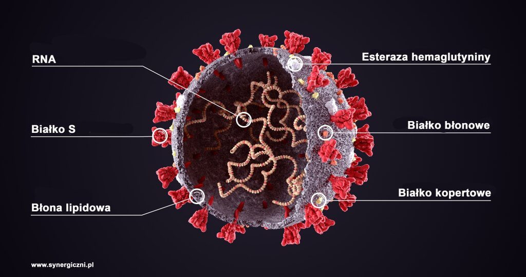 Budowa koronawirusa - Dlaczego koronawirus jest tak niebezpieczny i trudno z nim walczyć